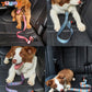 Dog Car Seat Belt